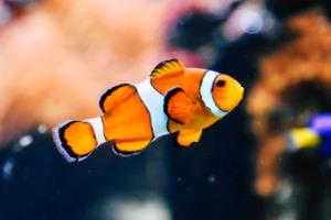 利物浦迎来胜利！红军再度披荆斩棘